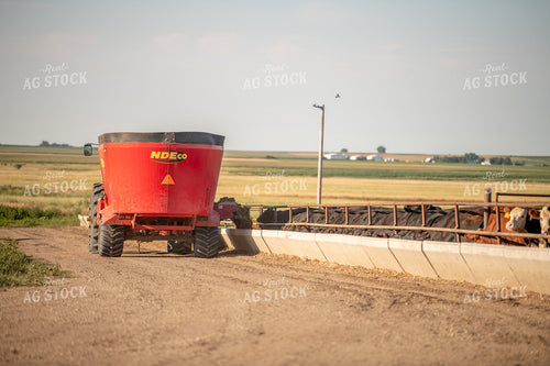 Feeding Cattle 212060
