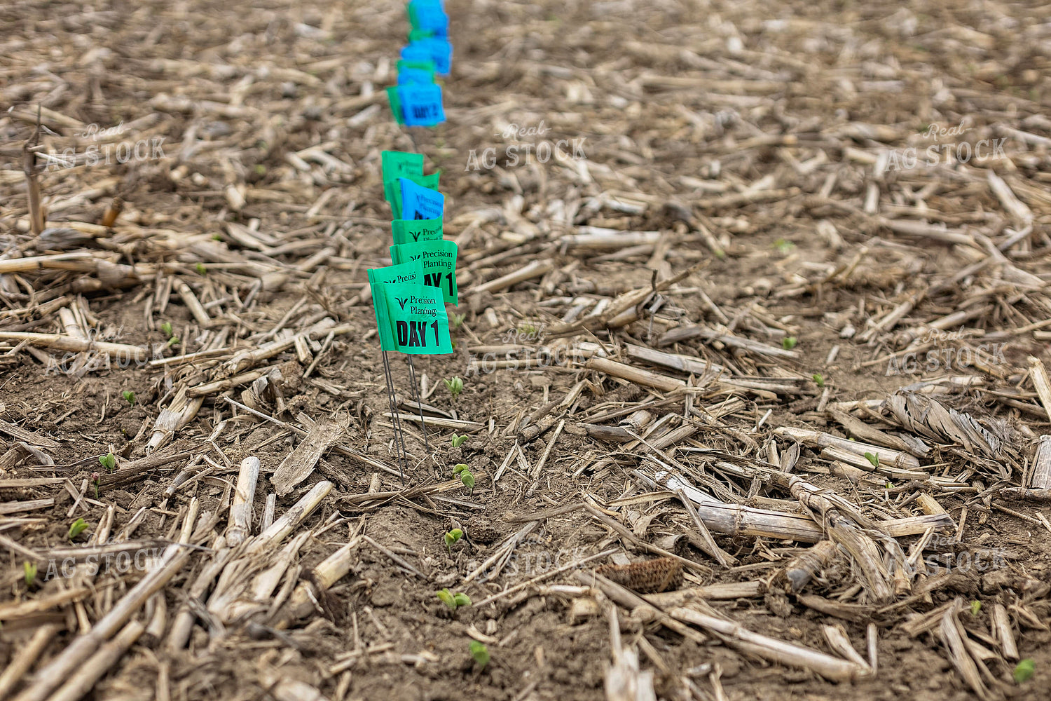 Emergence Flags 93287