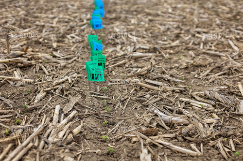Emergence Flags 93287
