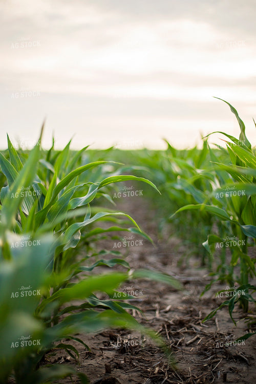 Mid-Season Corn 93021
