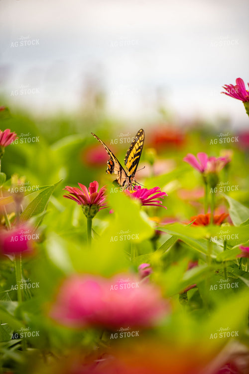 Butterfly on Zinnias 136271