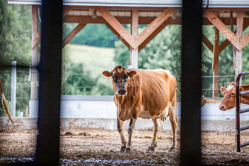 Guernsey Dairy Cows 270587