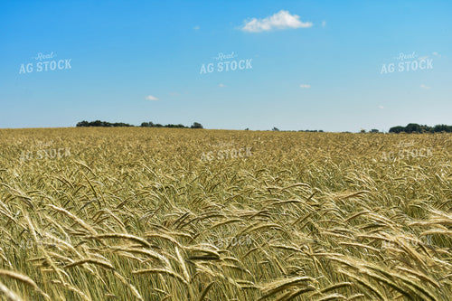 Barley 156114