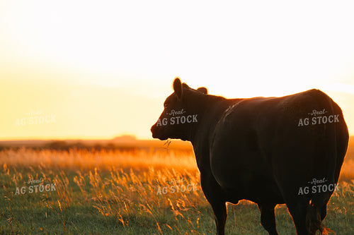 Cattle on Pasture at Sunset 68224