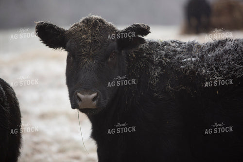 Cattle 1675