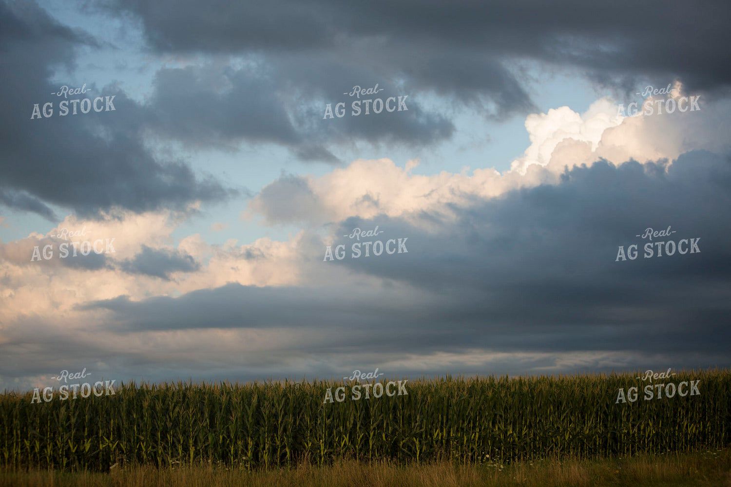 Corn - Mid-Season 1262