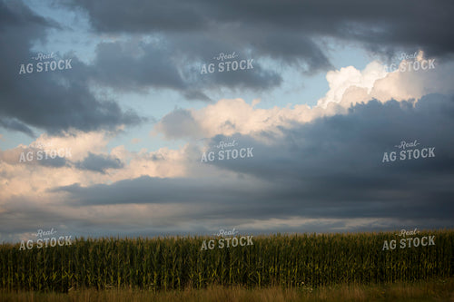 Corn - Mid-Season 1262