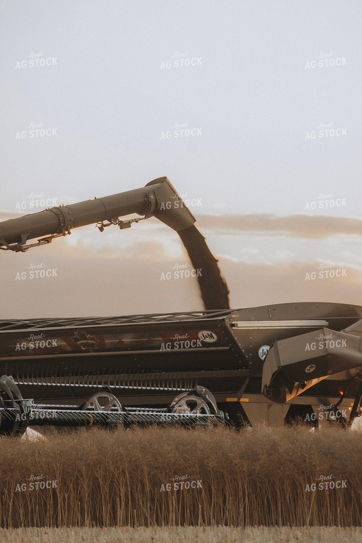 Canola Harvest 187438
