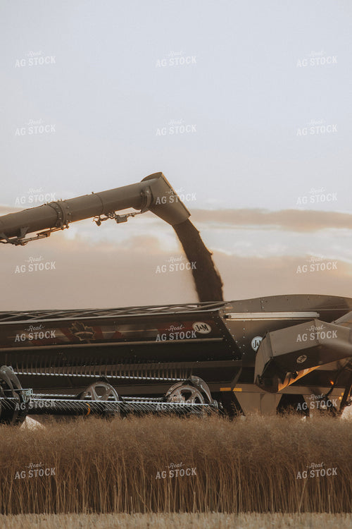 Canola Harvest 187438