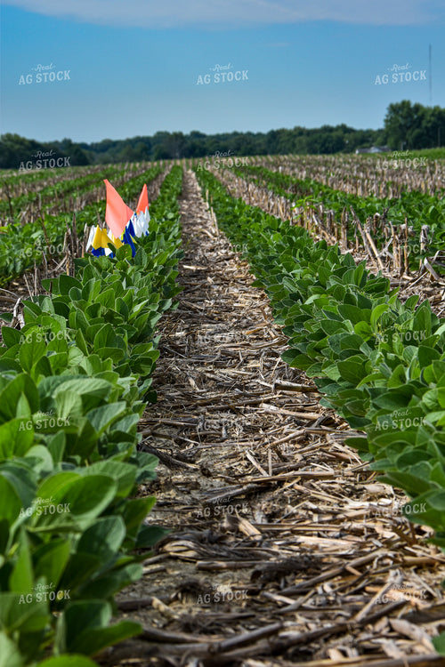 Flags in Soybean Field 84013