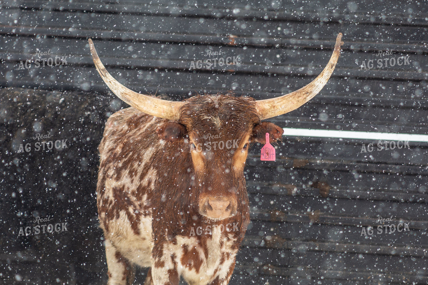 Longhorn Cattle in Snow 155453