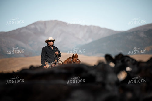 Rancher Herding Cattle 250182