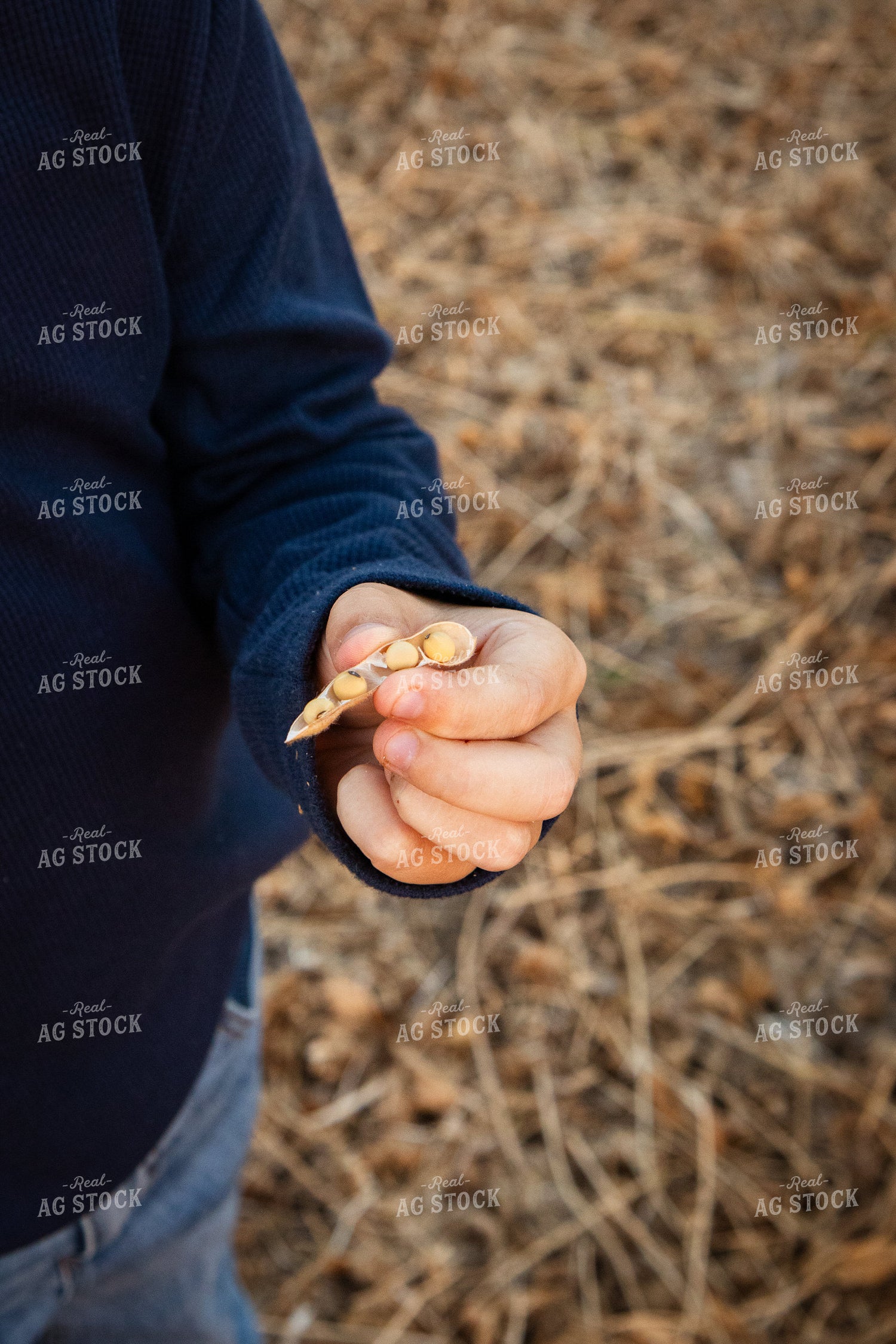 Checking Soybean Moisture 268095