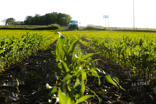 Early Season Corn 209010