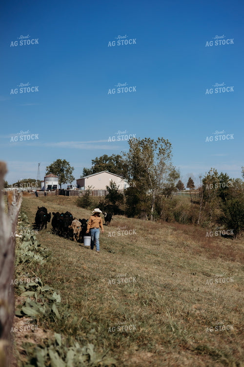 Cattle Producer Moving Cattle 281052