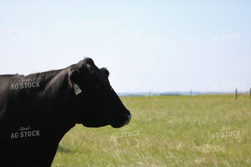 Black Angus Cow 82072