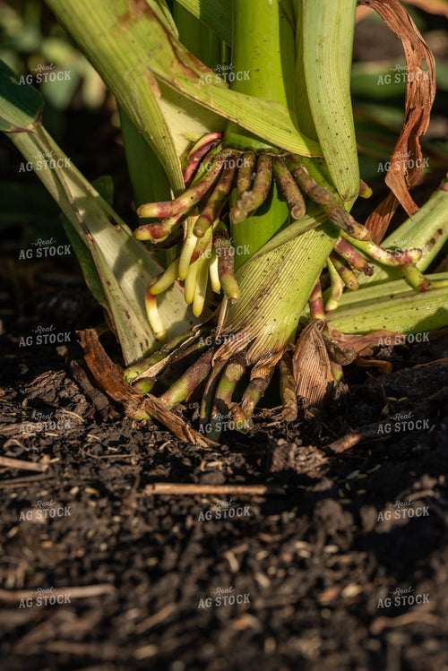 Roots of a Corn Plant 76246