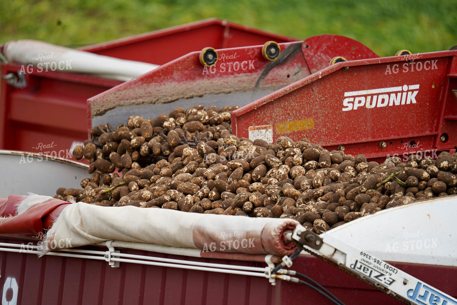 Potato Harvest 293019