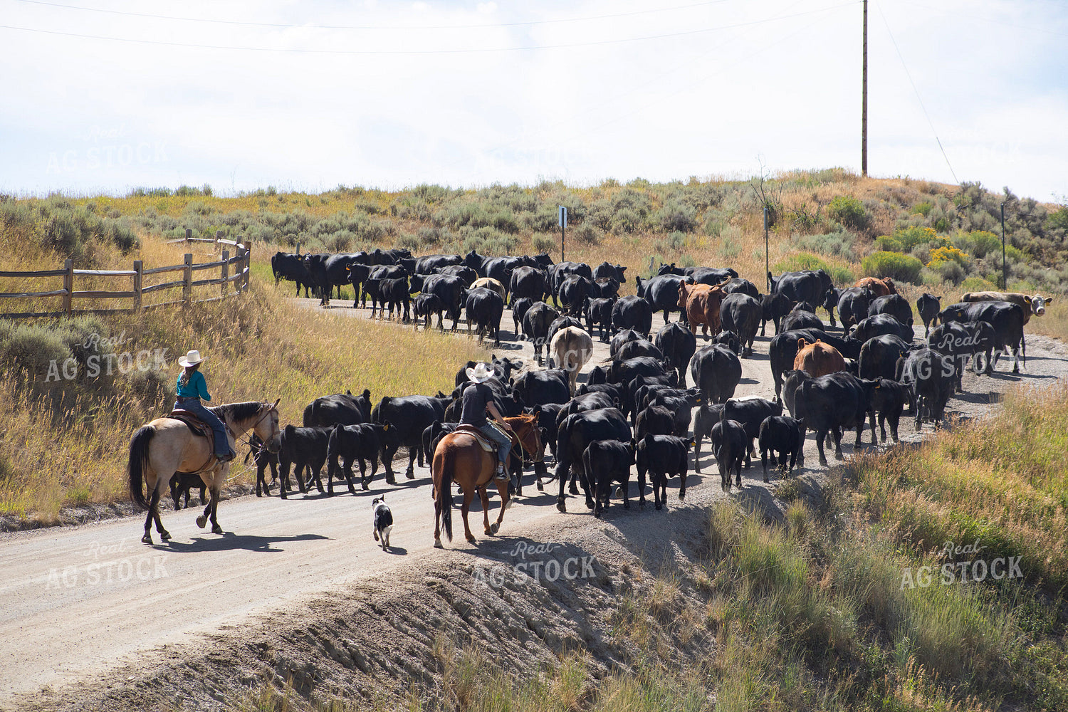 Cattle Drive 117363