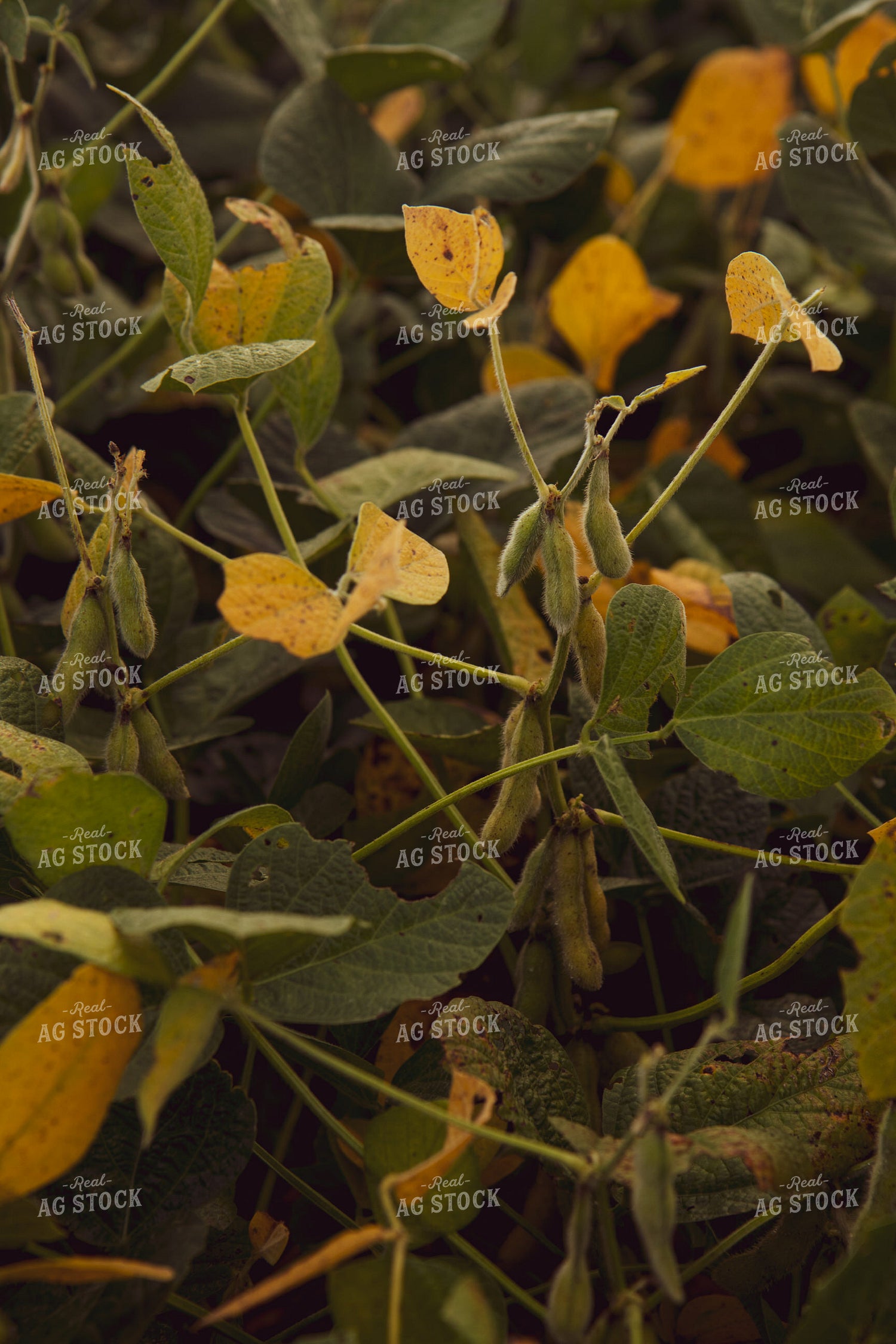 Semi-Dried Soybeans 67844