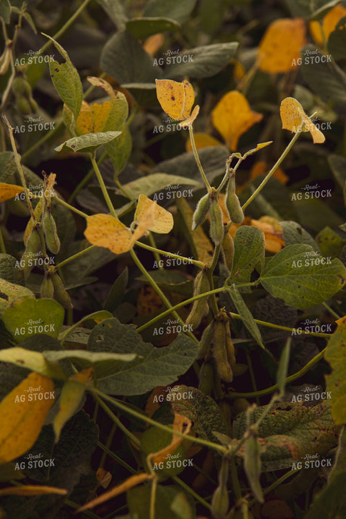 Semi-Dried Soybeans 67844