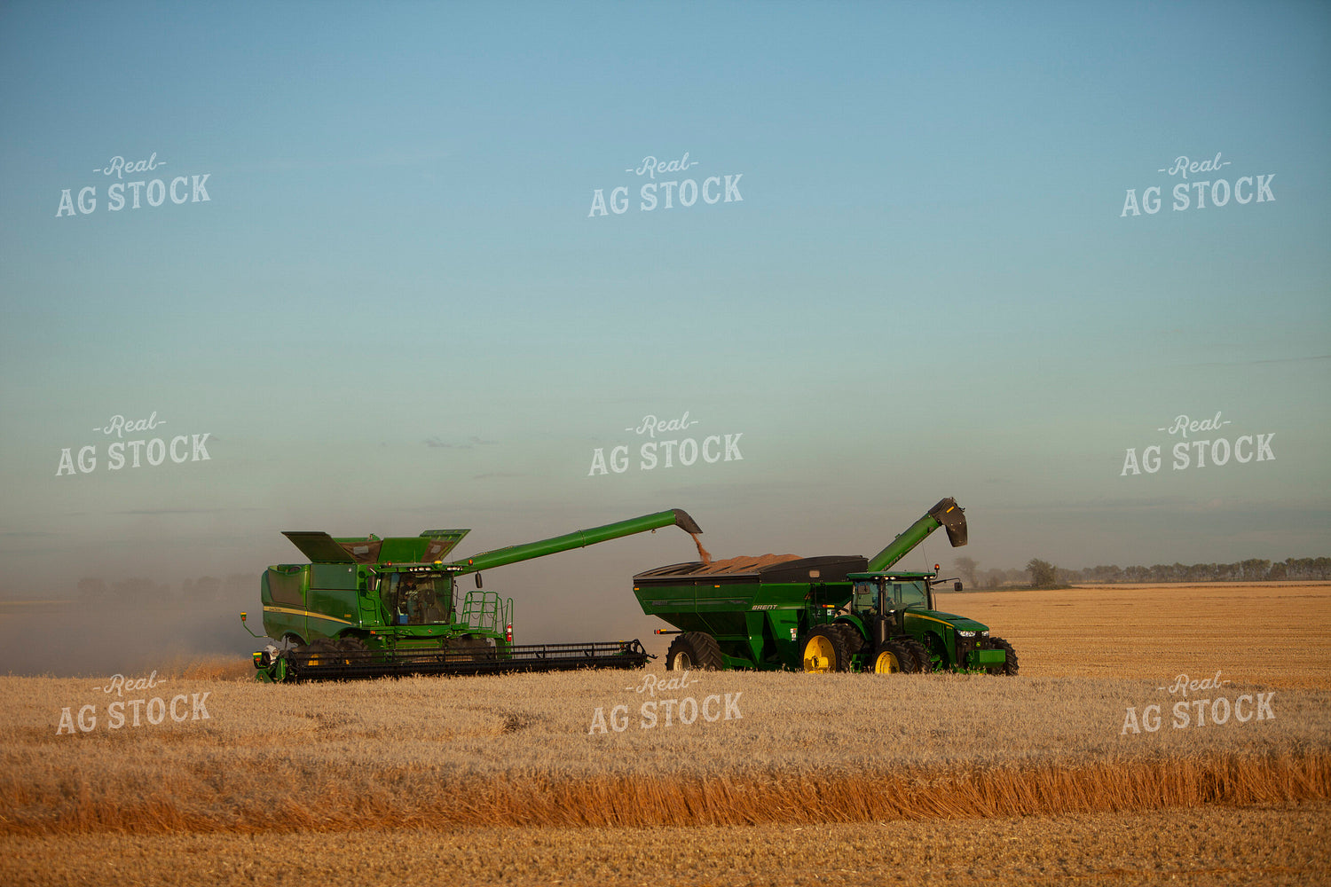 Wheat 2155
