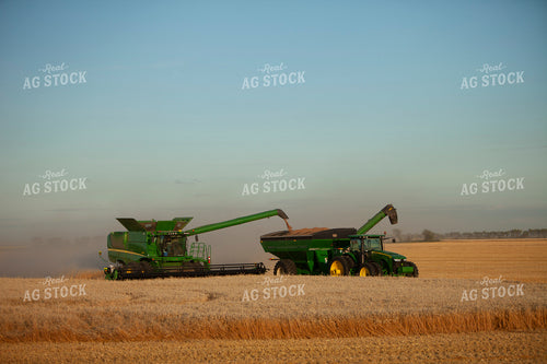 Wheat 2155