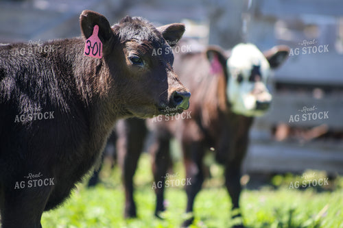 Calves on Pasture 261105
