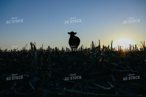Cow in Corn Field Silhouette 72000