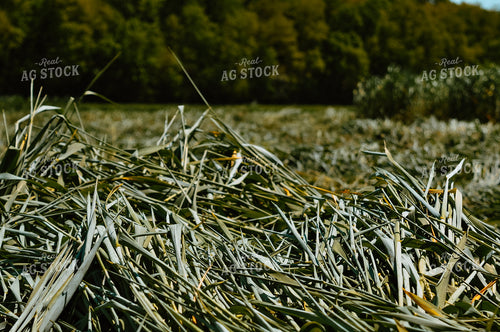 Triticale Wet Baling Forage 125025