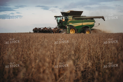 Combine Harvesting Soybeans at Sunset 3479