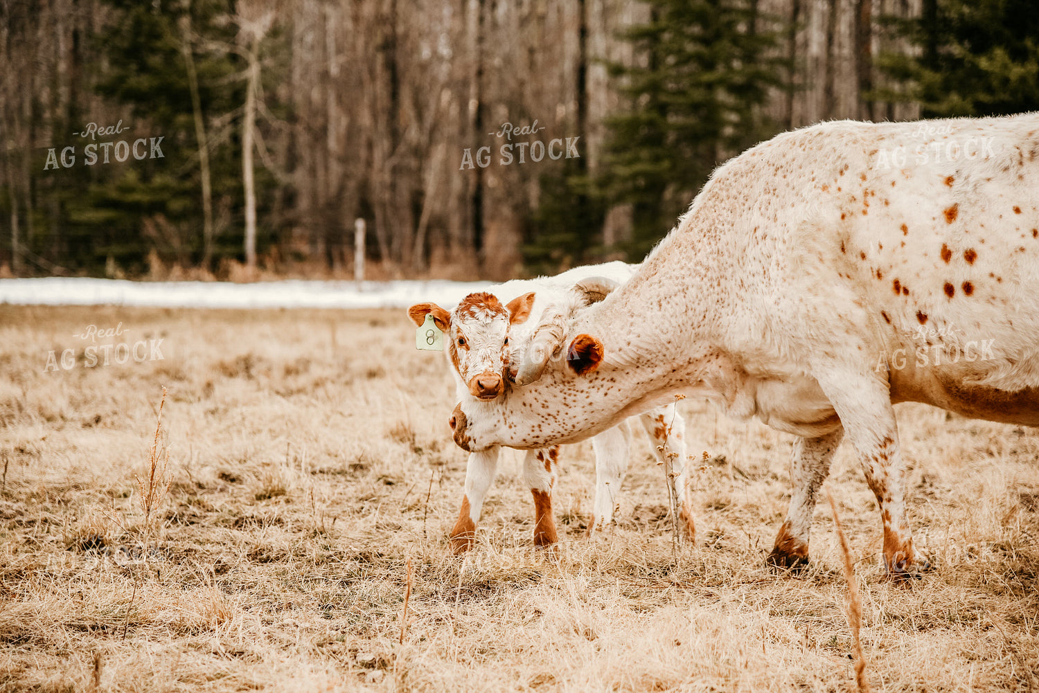 Cow and Calf 64123