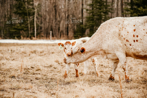 Cow and Calf 64123