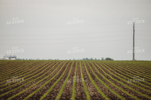 Side Dressing Fertilizer in Corn Field 5751