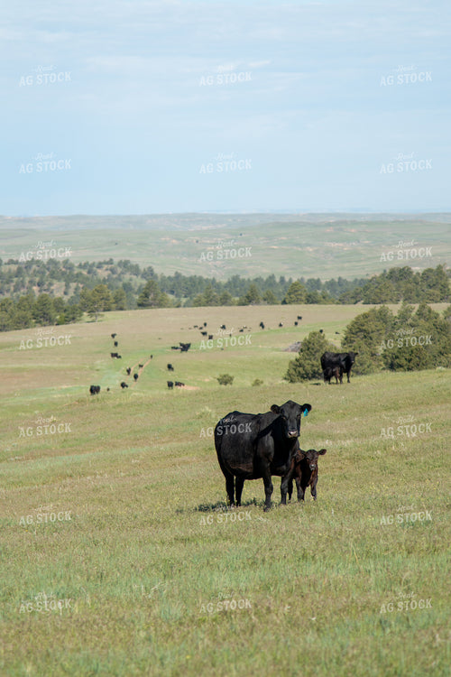 Cow Calf Pair 260007
