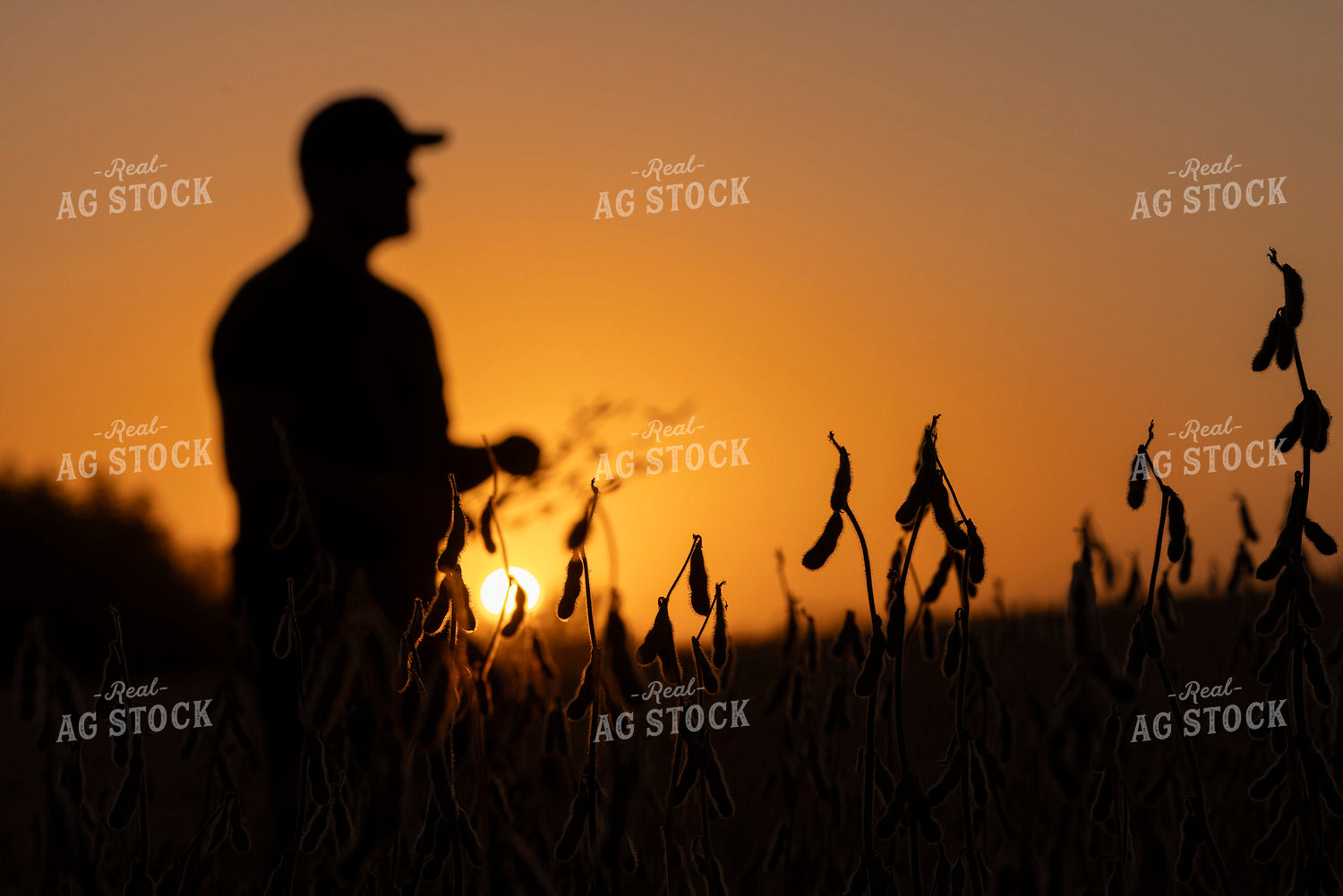 Farmer Checking Dried Soybeans in Sunset 250045