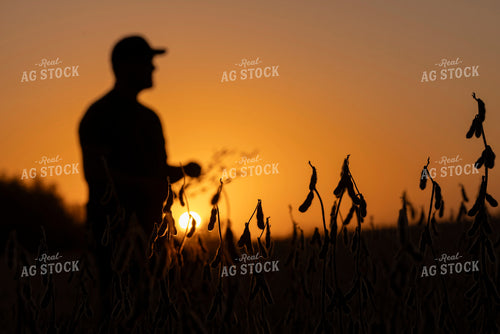 Farmer Checking Dried Soybeans in Sunset 250045