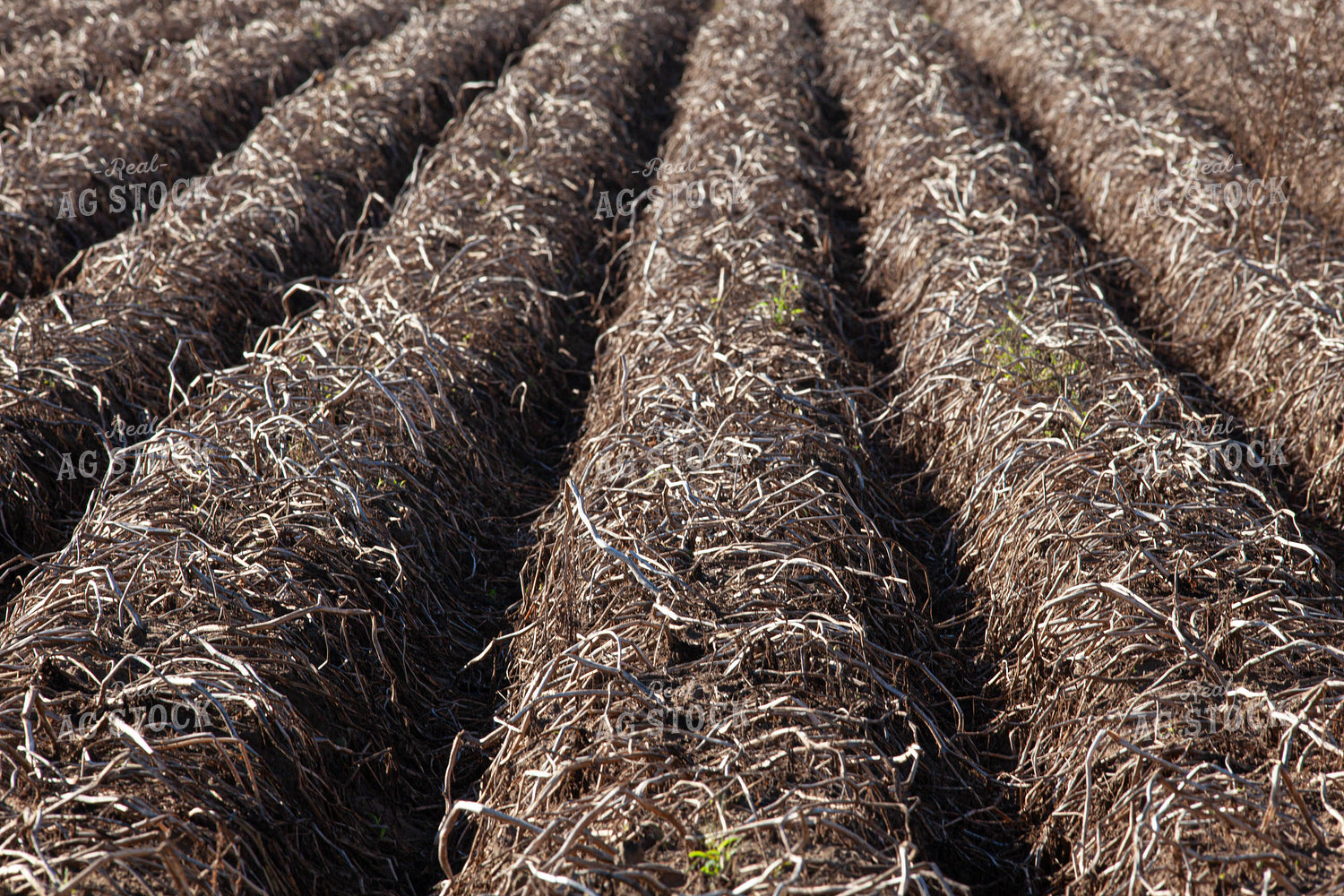 Potato Field After Harvest 132197