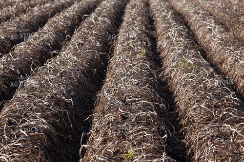Potato Field After Harvest 132197