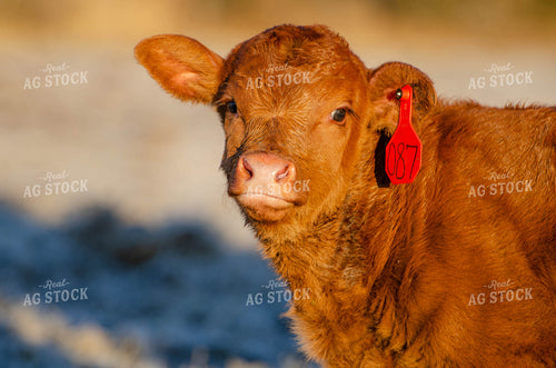 Red Angus Calf 97011