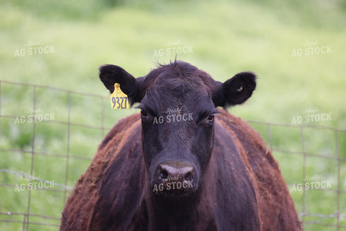 Cattle on Pasture 160302