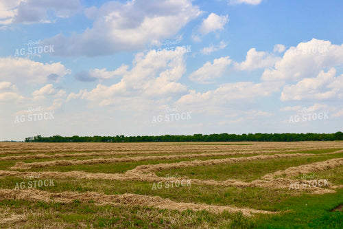 Cut Hay in Windrows 299269