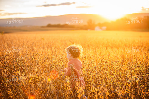 Farm Kid in Dried Soybean Field 270414