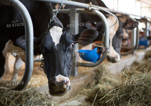 Holstein Cows 55291