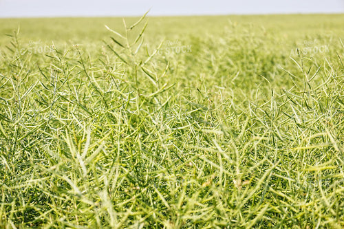 Mid-Season Canola Field 141667