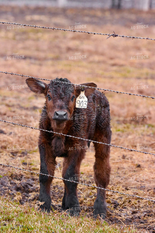 Angus Calf 299205