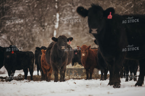 Angus Cattle in Snowy Pasture 3764
