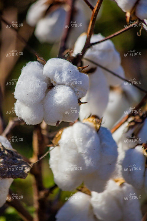 Cotton Bolls 291074