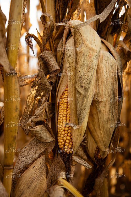 Dried Ear of Corn 268175