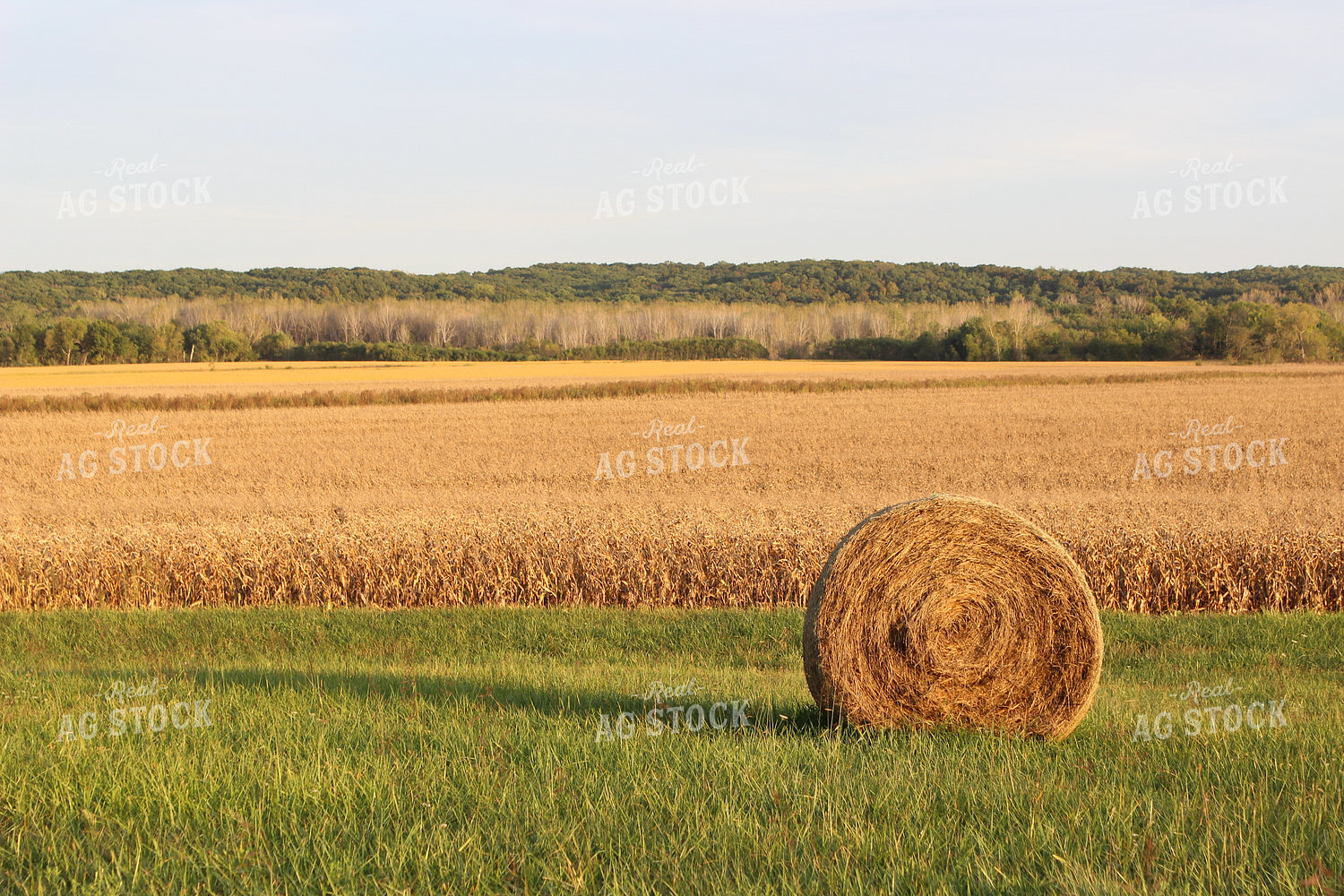 Hay Bale 214017